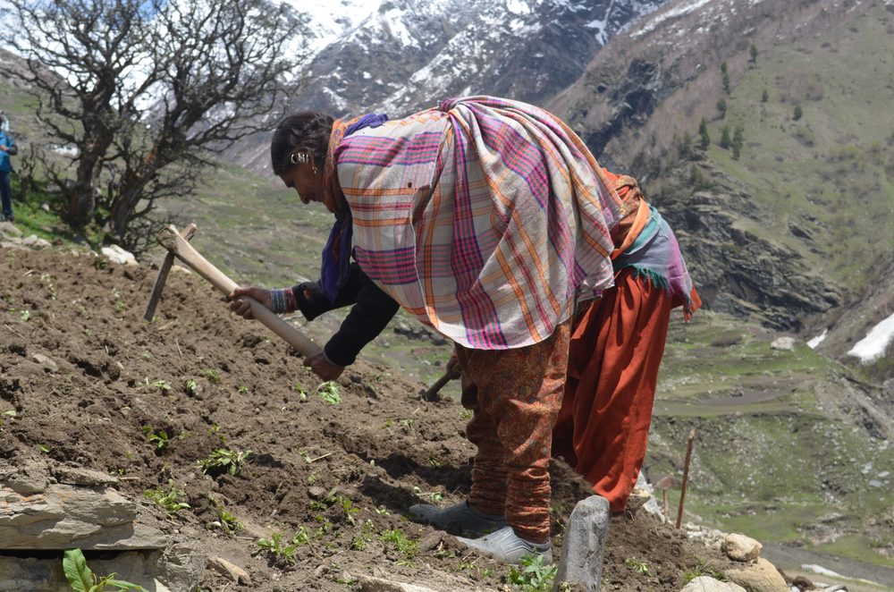 Farmer tilling a terraced field in Pangi Valley